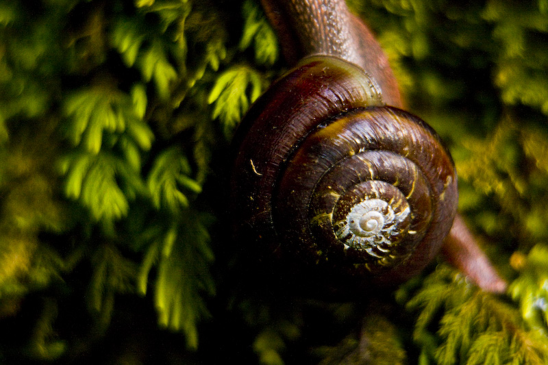 Snail Shell Detail